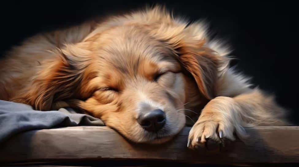 Why You Should Never Wake Up Your Dog While Theyre Dreaming?